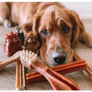 Whimzees Dental Dog Treats - Variety Box lifestyle with brown dog