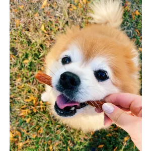 Whimzees Stix Dental Dog Treats - Daily Packs lifestyle with small pom pom