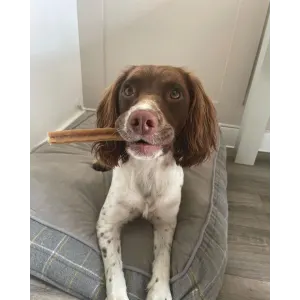 Whimzees Stix Dental Dog Treats - Value Packs lifestyle with brown and white dog