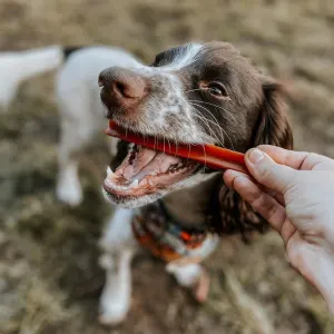 Whimzees Stix Dental Dog Treats - Value Packs lifestyle with red stix
