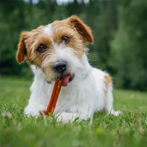 Whimzees Stix Dental Dog Treats - Value Packs lifestyle with small wired Jack Russel Terrier