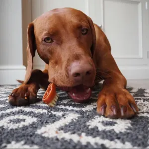 Whimzees Toothbrush Dental Dog Treats brown dog with red brush