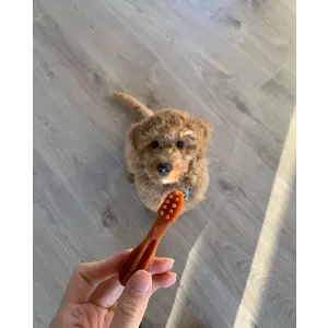 Whimzees Toothbrush Dental Dog Treats lifestyle with small poodle and red chew