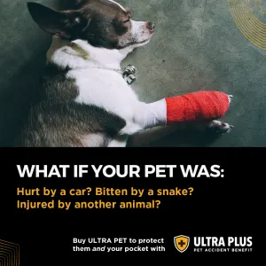 Ultra Pet Hypo-Allergenic Dog Food ultra plus benefits