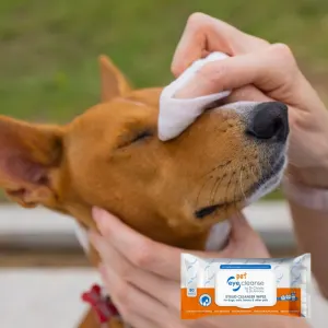 Pet Eye Cleanse Wipes lifestyle with Brown Dog