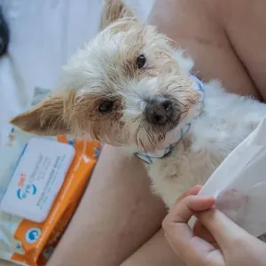 Pet Eye Cleanse Wipes Lifestyle with dirty dog
