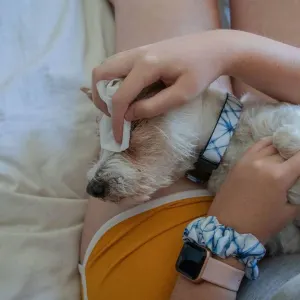 Pet Eye Cleanse Wipes lifestyle with dog having its eyes wiped