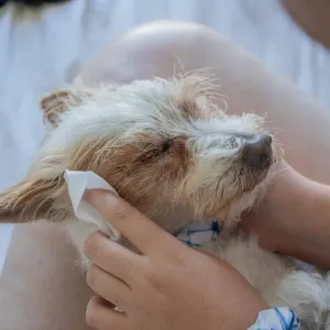 Pet Eye Cleanse Wipes lifestyle four with white dog