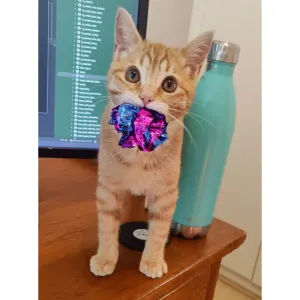 ZaKatz Crinkle Balls - 4 Pack with ginger kitten
