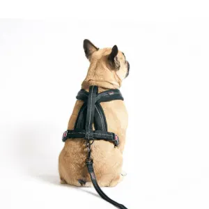 Outdoor and Adventure Dog Harness top on brown dog