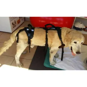 HolisticPet Full Body Dog Harness on golden retriever dog