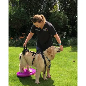 HolisticPet Full Body Dog Harness holding back of the dog up