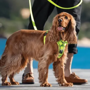 Rogz Control Dog Harness yellow colour on Cocker Spaniel
