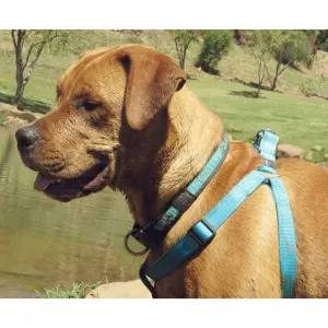 Rogz Utility Reflective Step-in Dog Harness turquoise colour option of brown dog