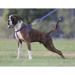 Rogz Utility Reflective Step-in Dog Harness blue colour option on brown Boxer