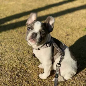 Reflective Supersoft Webbing Dog Lead grey colour option with small puppy