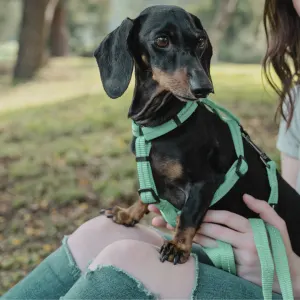 Reflective Supersoft Webbing Dog Lead blue option with black sausage dog