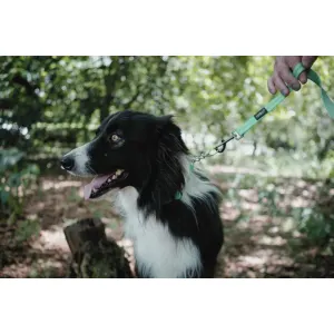 Reflective Supersoft Webbing Dog Lead blue colour with black and white border collie