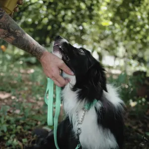 Reflective Supersoft Webbing Dog Lead blue colour in human hand