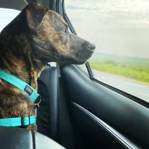 Reflective Supersoft Webbing Dog Harness turquoise on brown dog