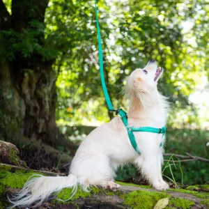 Reflective Supersoft Webbing Dog Harness turquoise on white small dog
