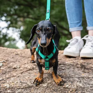 Reflective Supersoft Webbing Dog Harness front view on brown and black sausage dog