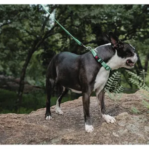 Reflective Supersoft Webbing Dog Collar on dog with lead attached