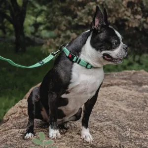 Reflective Supersoft Webbing Dog Collar on boston sitting down with lead attached