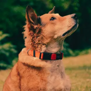Rogz Utility Reflective Dog Collar red colour on brown dog