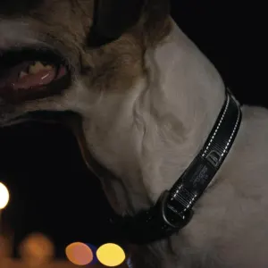 Rogz Utility Reflective Dog Collar black collar reflecting in light