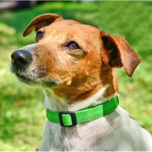 Rogz Utility Reflective Dog Collar green colour on dog