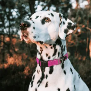 Rogz Utility Reflective Dog Collar pink on dog
