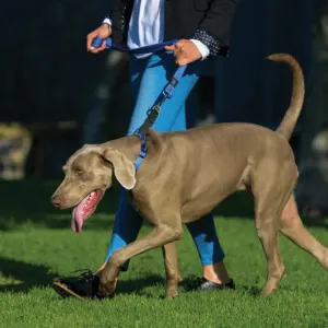 Rogz Utility Reflective Dog Collar blue on dog while walking