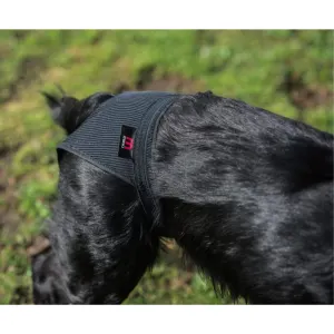 Mikki Hygiene Pants put onto black dog