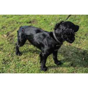 Mikki Disposable Pads For Hygiene Pants placed onto black dog