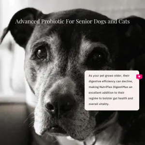 NutriFlex® DigestiMax Probiotic With Digestive Enzymes For Dogs and Cats best for seniors