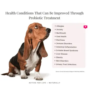 NutriFlex® DigestiMax Probiotic With Digestive Enzymes For Dogs and Cats improves health conditions