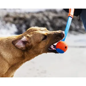 Chuckit! Fetch & Fold Ball Launcher lifestyle with golden dog biting at orange ball