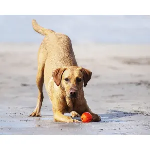 Chuckit! Fetch & Fold Ball Launcher lifestyle with golden dog playing with orange ball