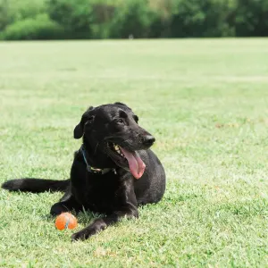 Chuckit! Tennis Ball - Small to Large Balls lifestyle with black dog