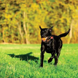 Chuckit! Tennis Ball - Small to Large Balls lifestyle with black dog running