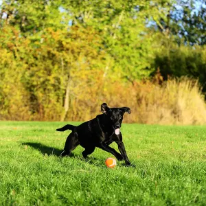 Chuckit! Tennis Ball - Small to Large Balls lifestyle with black dog chasing ball