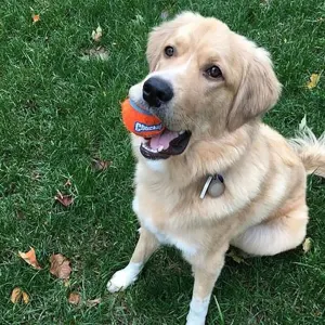 Chuckit! Tennis Ball - Small to Large Balls lifestyle with golden puppy