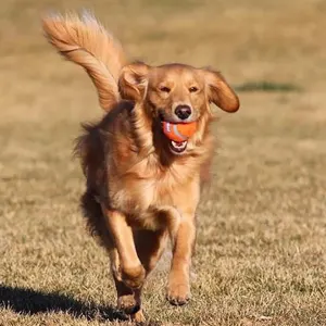 Chuckit! Tennis Ball - Small to Large Balls lifestyle with golden retriever
