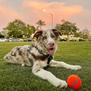 Chuckit! Tennis Ball - Small to Large Balls lifestyle with light and dark brown dog