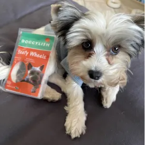 Doggylish Beefy Wheels Dog lifestyle with small yorkie