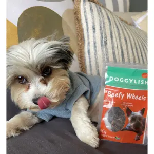 Doggylish Beefy Wheels Dog lifestyle with yorkie licking lips