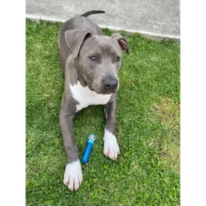 Pet Qwerks Doggy Peanut Butter IncrediBubbles lifestyle with grey and whit dog