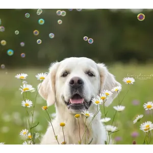 Pet Qwerks Doggy Peanut Butter IncrediBubbles lifestyle with white dog