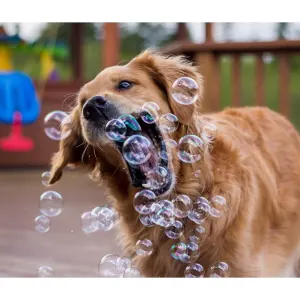 Pet Qwerks Doggy Peanut Butter IncrediBubbles lifestyle with golden retriever